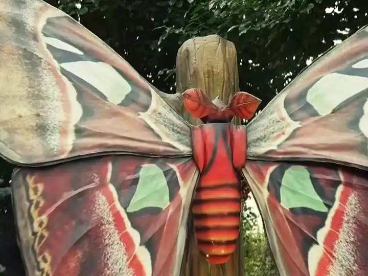 A giant moth with spread wings