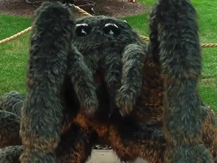 A giant tarantula on the lawn
