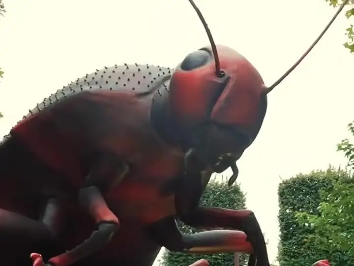 A giant cockroach close-up