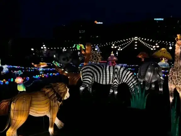 Lantern zebras and a lion on the savanna trail