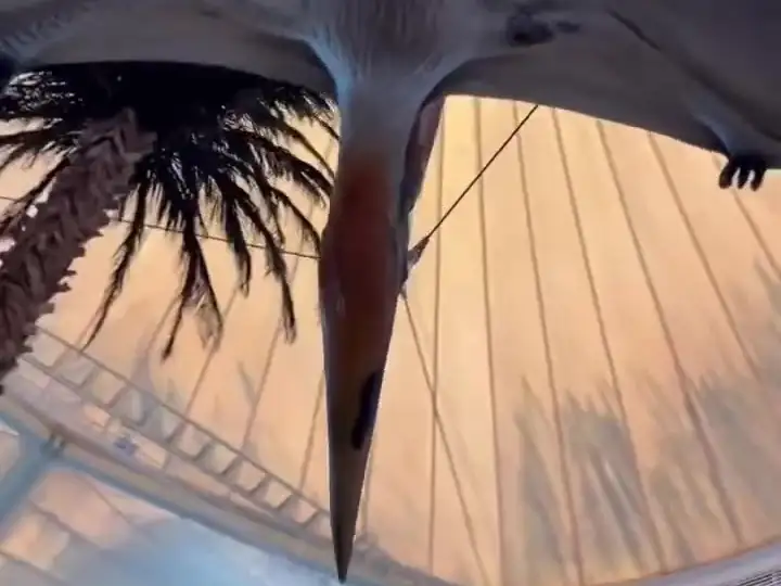 A Pteranodon flying above the atrium